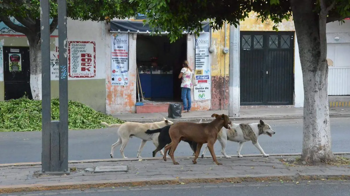 En otros sitios, se conoció de abandonos de mascotas por miedo a que sean transmisoras del virus.  Foto Archivo  El Sol de San Juan del Río.